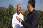 云南柑橘種植技術(shù)培訓(xùn)班_南方水果樹苗推薦
