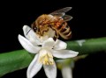 柑橘哪些枝條花結(jié)果？詳解不同枝條類型對花果形成的影響