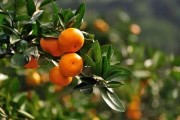 柑橘病蟲害冬季防治重點_種植柑橘如何預防潰瘍病