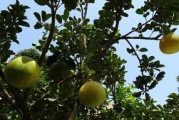 沃柑吃多了對(duì)身體有什么壞處（沃柑吃多了對(duì)身體好嗎）