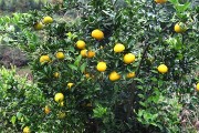 泰有源柑橘種植技術(shù)柚子_對(duì)以后結(jié)果有沒有影響