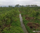 柑橘開溝種植技術視頻_柑橘能否用尿素施肥尿素在柑橘上如何使用