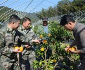 樂平柑橘種植技術_屈原故里的基本介紹