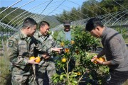 樂平柑橘種植技術(shù)_屈原故里的基本介紹