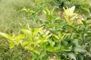 柑橘有機(jī)農(nóng)業(yè)種植技術(shù)_有什么菌種可以分解豬糞沼液的鹽分嗎 柑橘有機(jī)農(nóng)業(yè)種植技術(shù)_有什么菌種可以分解豬糞沼液的鹽分嗎