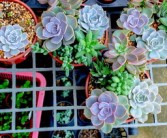 柑橘大棚蟲(chóng)害防治方法（柑橘大棚種植好處）