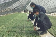 石門(mén)縣柑橘病蟲(chóng)害_防治馬鈴薯晚疫病的方法有哪些