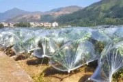 疫情過后柑橘種植技術(shù)方案_2022年耙耙柑價(jià)格有望上漲嗎