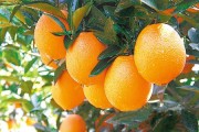 巴西柑橘怎么種植技術_巴西紅柚和西柚有何區(qū)別