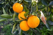 柑橘農(nóng)業(yè)種植技術(shù)_奧林達柑橘種植技術(shù)