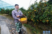 浙江柑橘種植管理技術(shù)_早熟柑橘有哪些好品種 浙江柑橘種植管理技術(shù)_早熟柑橘有哪些好品種