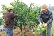 柑橘病蟲害調(diào)查實訓報告_申嗪霉素能防治柑橘哪些病害