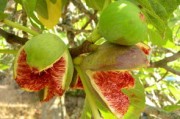 大芬四號柑橘苗多少錢一株？2023年價格行情與種植指南