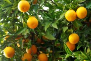 具體的種植柑橘技術(shù)_沙田柚種植新技術(shù)有哪些