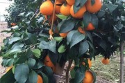 實驗種植柑橘技術(shù)_柑桔過年后怎樣再種植