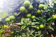 10畝柑橘種植技術(shù)_柑橘適合種在什么樣的土質(zhì)中呢