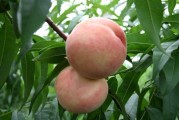 日本柑橘機械化種植技術_一直對農業(yè)感興趣