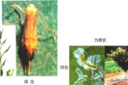 柑橘4月底病蟲害幾次好_柑橘幾月份可以打藥 柑橘4月底病蟲害幾次好_柑橘幾月份可以打藥