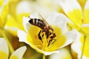 脆蜜金桔種植需要挖坑嗎視頻（脆蜜金桔的栽培技術(shù)）