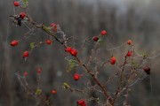 沃柑保果可以噴紅蜘蛛藥嗎（沃柑紅蜘蛛噴什么藥效久些）