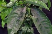 柑橘幼年樹種植管理技術_2型糖尿病不能吃哪些水果