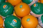 沙糖桔和涌泉蜜桔哪個好吃點（砂糖桔和蜜桔的區(qū)別）