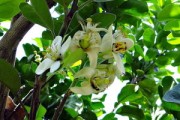 廣西沃柑種植總面積（廣西沃柑種植總面積多少）