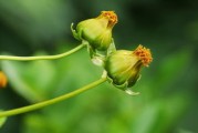 2020年4月20日今日沃柑價格最新動態(tài)及產(chǎn)區(qū)報價分析