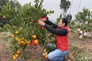 200畝柑橘種植技術(shù)_無(wú)籽椪柑栽間距多少