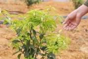 高配柑橘種植技術(shù)_耙耙柑的種植技術(shù)是什么