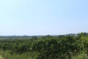 幾十畝柑橘種植技術(shù)_不同柑橘品種套種