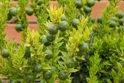 柑橘培育種植技術(shù)_柑橘繁殖方式是怎樣的 柑橘培育種植技術(shù)_柑橘繁殖方式是怎樣的