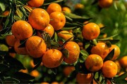 購柑橘種植技術(shù)書_柑橘進(jìn)行測土配方施肥的意義是什么