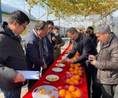 柑橘紅美人的種植技術(shù)介紹_紅美人柑橘品種優(yōu)缺點(diǎn)