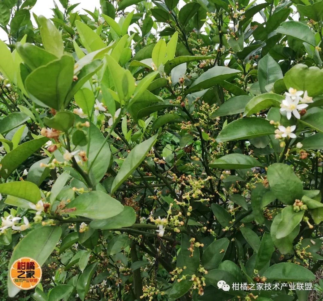沃柑和橙子有啥區(qū)別（沃柑和橙子哪個營養(yǎng)價值更好）