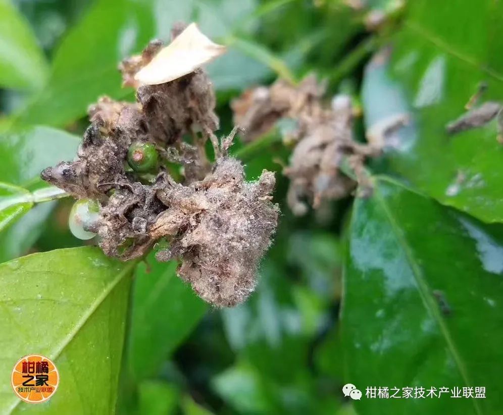 沃柑種植噴水系統(tǒng)設(shè)計（沃柑種植施肥視頻）