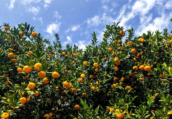 四川柑橘種植技術要求有哪些（適合四川種植柑橘品種有哪些）