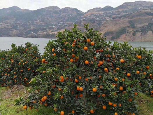 柑橘蓋膜種植技術(shù)視頻教程（柑橘蓋地膜種植技術(shù)）