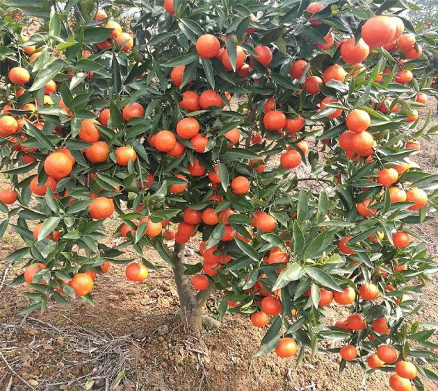 沃柑種植管理技術(shù)大全視頻（沃柑種植新技術(shù)）