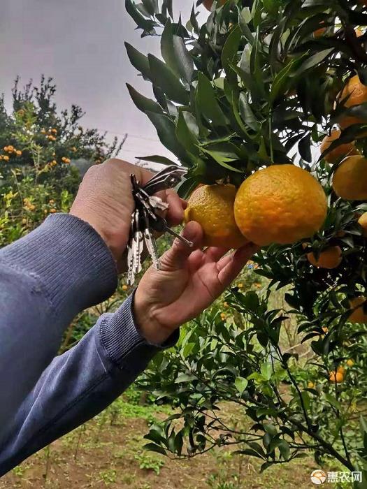 長泰蜜桔種植視頻（由良蜜桔種植視頻）