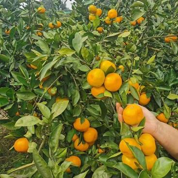 丑柑苗種植技術視頻（丑柑苗種植技術視頻教程）