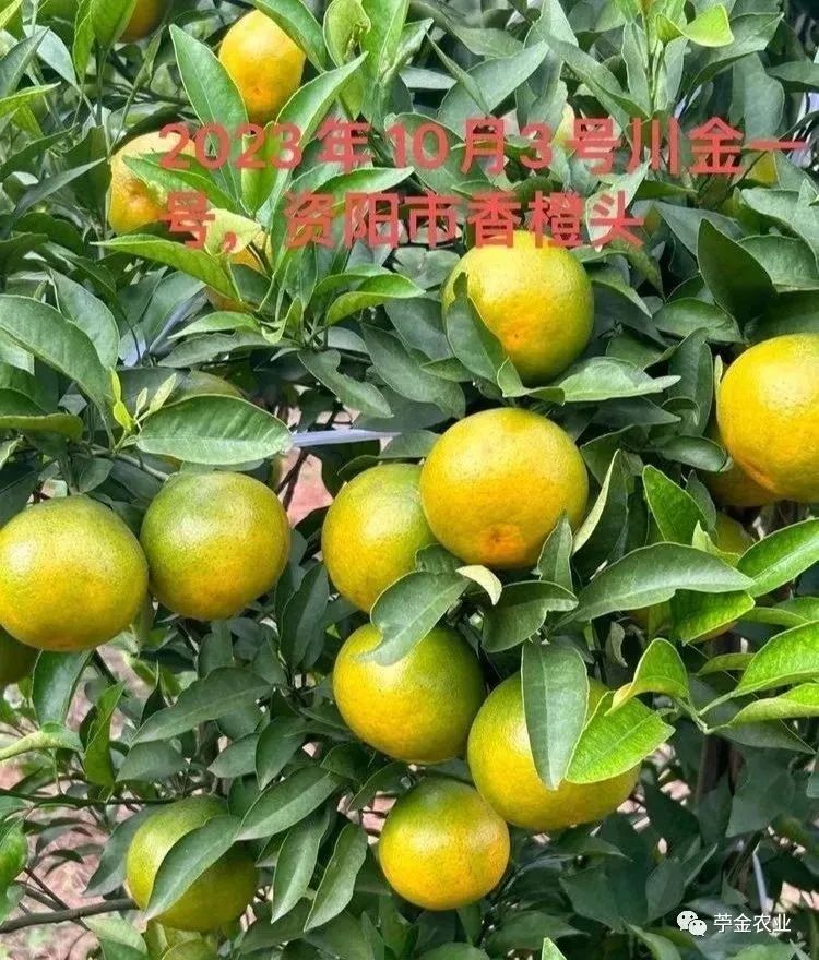 春見(jiàn)耙耙柑幾月開(kāi)花是什么原因（春見(jiàn)耙耙柑寓意）