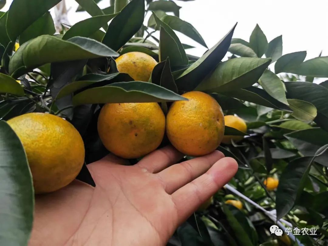 沃柑大棚種植技術（沃柑大棚種植技術視頻）