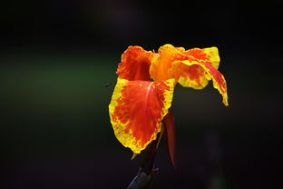 邛崍明日見柑橘收購商火熱招商中——優(yōu)質(zhì)產(chǎn)地直供，誠尋長期合作伙伴！
