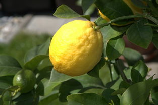 夏季成熟柑橘新品種晚熟8號種植技術(shù)要點(diǎn)包括（夏季成熟柑橘新品種晚熟8號種植技術(shù)要點(diǎn)包括）