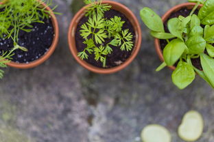 夏季成熟柑橘新品種晚熟8號種植技術(shù)要點(diǎn)包括（夏季成熟柑橘新品種晚熟8號種植技術(shù)要點(diǎn)包括）