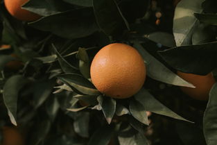 柑橘樹葉銹病照片（柑橘樹枯葉?。? /></p><p style=