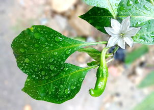 柑橘類(lèi)開(kāi)花施肥技術(shù)（柑橘開(kāi)花期如何管理）