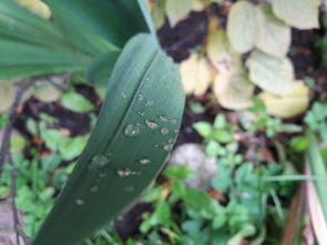 金桔熬水治什么?。ń鸾郯舅问裁床∽詈茫? /></p><p>吃金桔的好處：金桔果實(shí)含有豐富的維生素C、金桔甙等成分，對(duì)維護(hù)心血管功能，防止血管硬化、高血壓等 *** 有一定的作用。作為食療保健品，金桔蜜 餞可以開胃，飲金桔汁能生津止渴，加蘿卜汁、梨汁飲服能治咳嗽。金桔藥性甘溫，能理氣解郁，化痰。</p><p style=