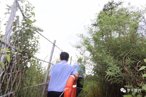 無籽沃柑種苗多少錢一株（無籽沃柑成熟期）